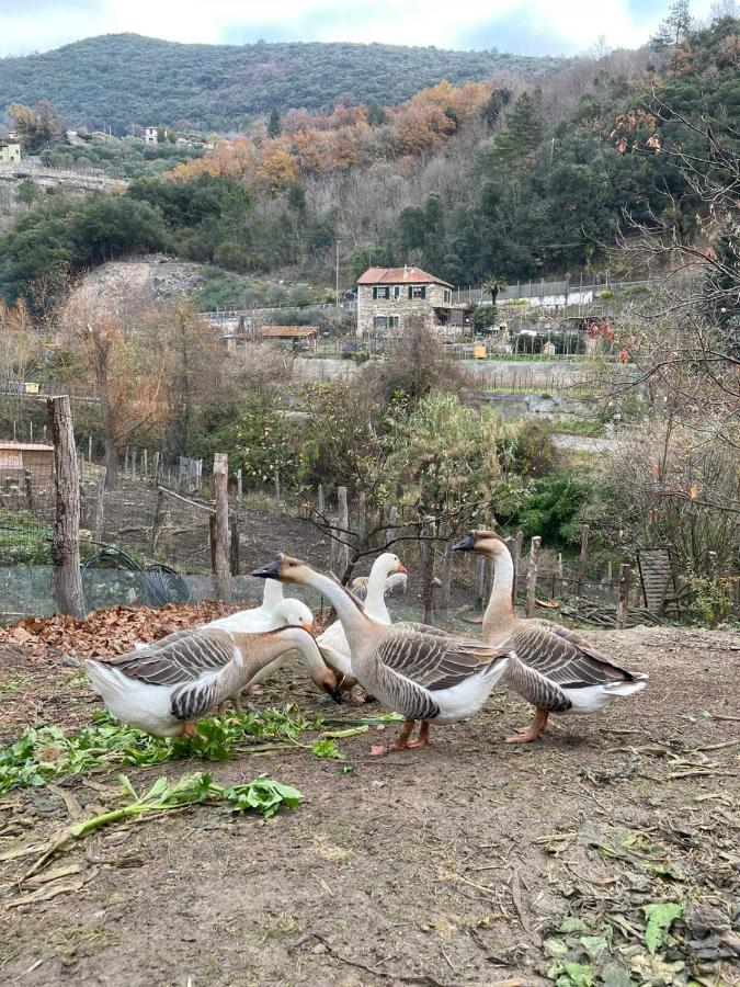 Agricamping Le Terrazze Ξενοδοχείο Orco Feglino Εξωτερικό φωτογραφία