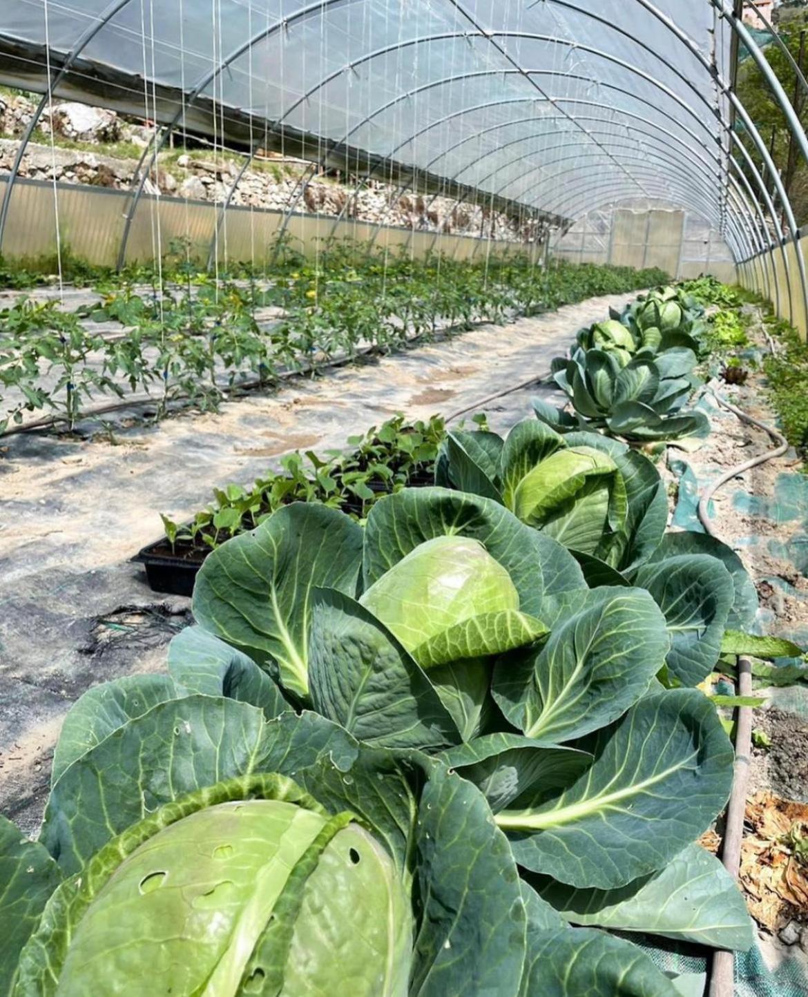 Agricamping Le Terrazze Ξενοδοχείο Orco Feglino Εξωτερικό φωτογραφία